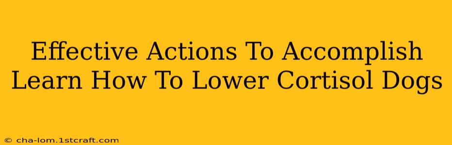 Effective Actions To Accomplish Learn How To Lower Cortisol Dogs