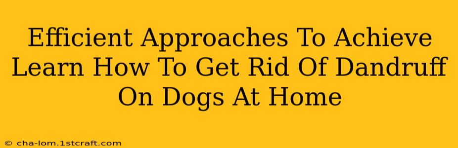 Efficient Approaches To Achieve Learn How To Get Rid Of Dandruff On Dogs At Home