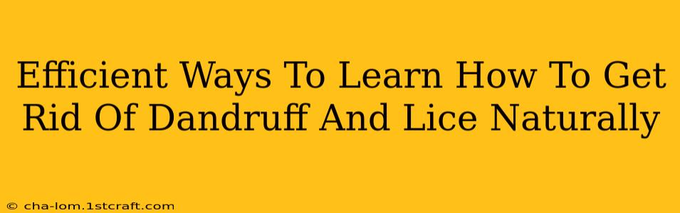 Efficient Ways To Learn How To Get Rid Of Dandruff And Lice Naturally