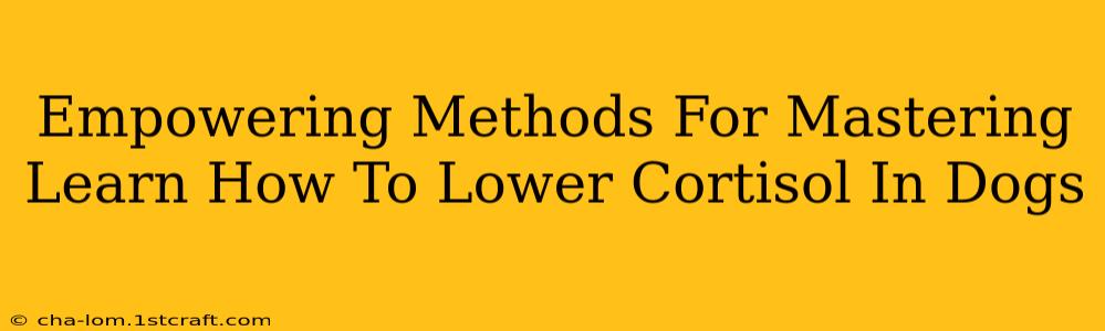 Empowering Methods For Mastering Learn How To Lower Cortisol In Dogs