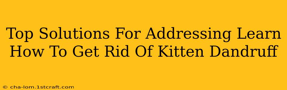 Top Solutions For Addressing Learn How To Get Rid Of Kitten Dandruff